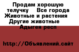 Продам хорошую телучку. - Все города Животные и растения » Другие животные   . Адыгея респ.